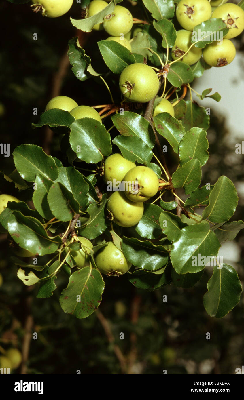 European Wild Pear (Pyrus pyraster), branch with fruits, Germany Stock Photo