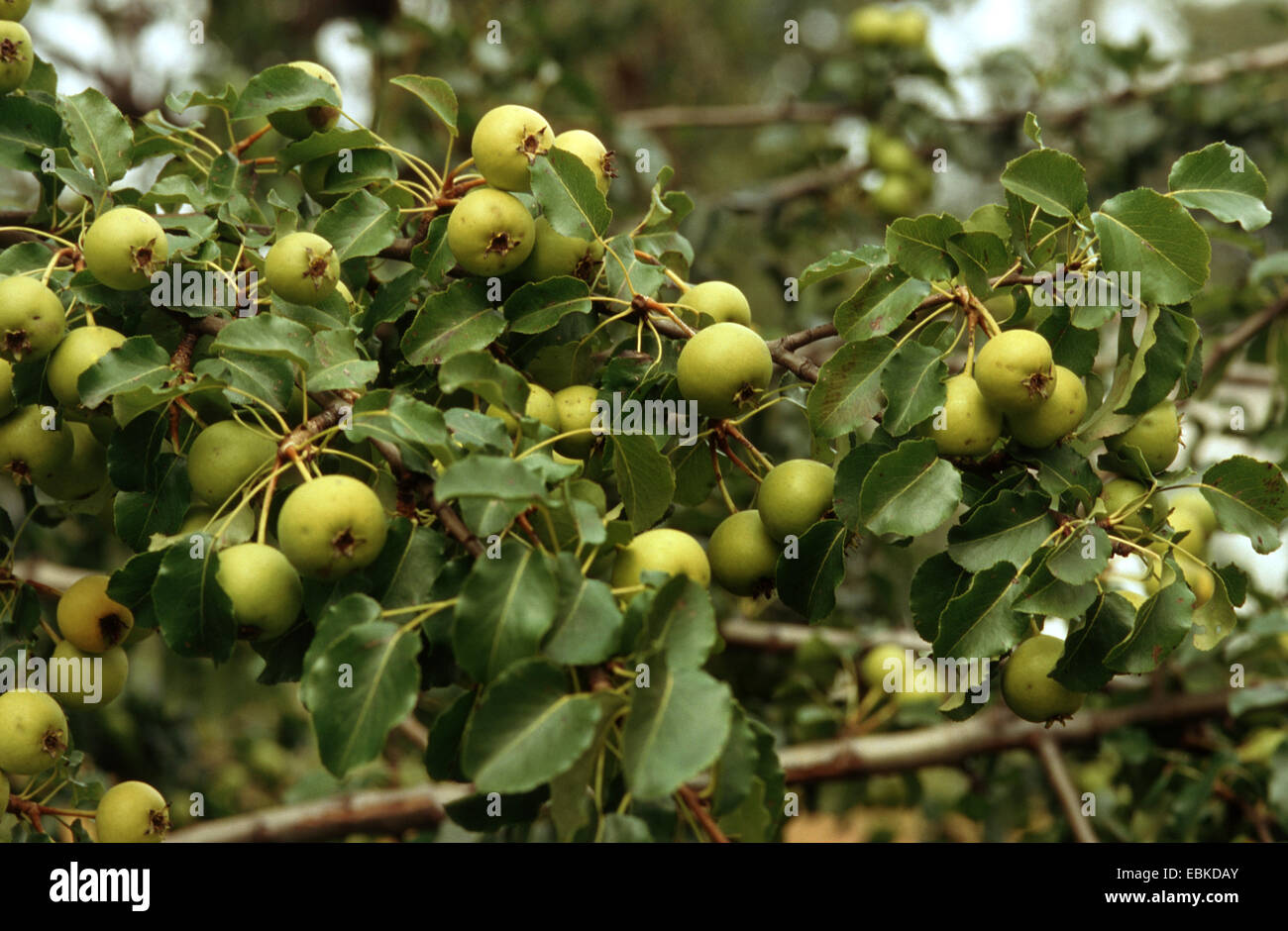 European Wild Pear (Pyrus pyraster), branch with fruits, Germany Stock Photo