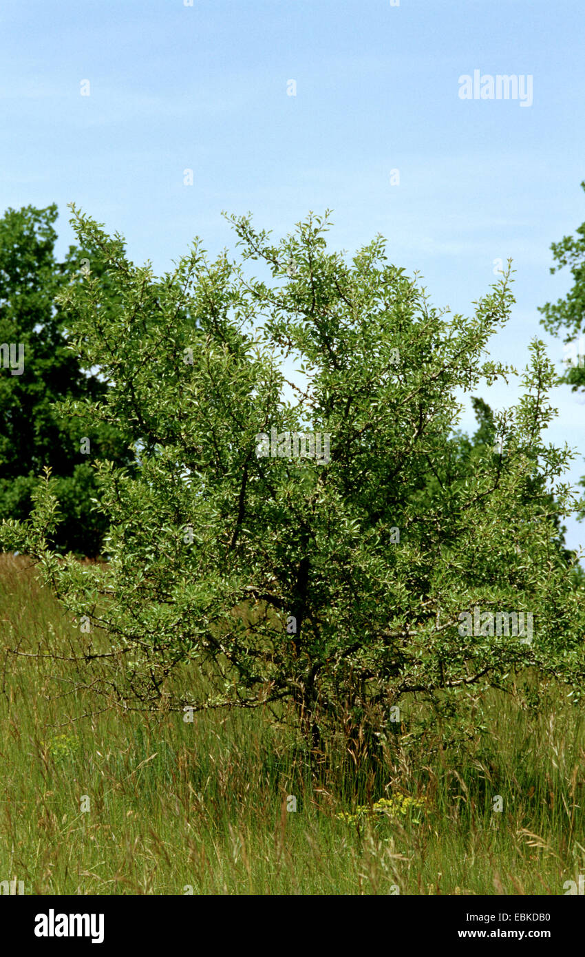 European Wild Pear (Pyrus pyraster), single tree in a meadow, Germany Stock Photo