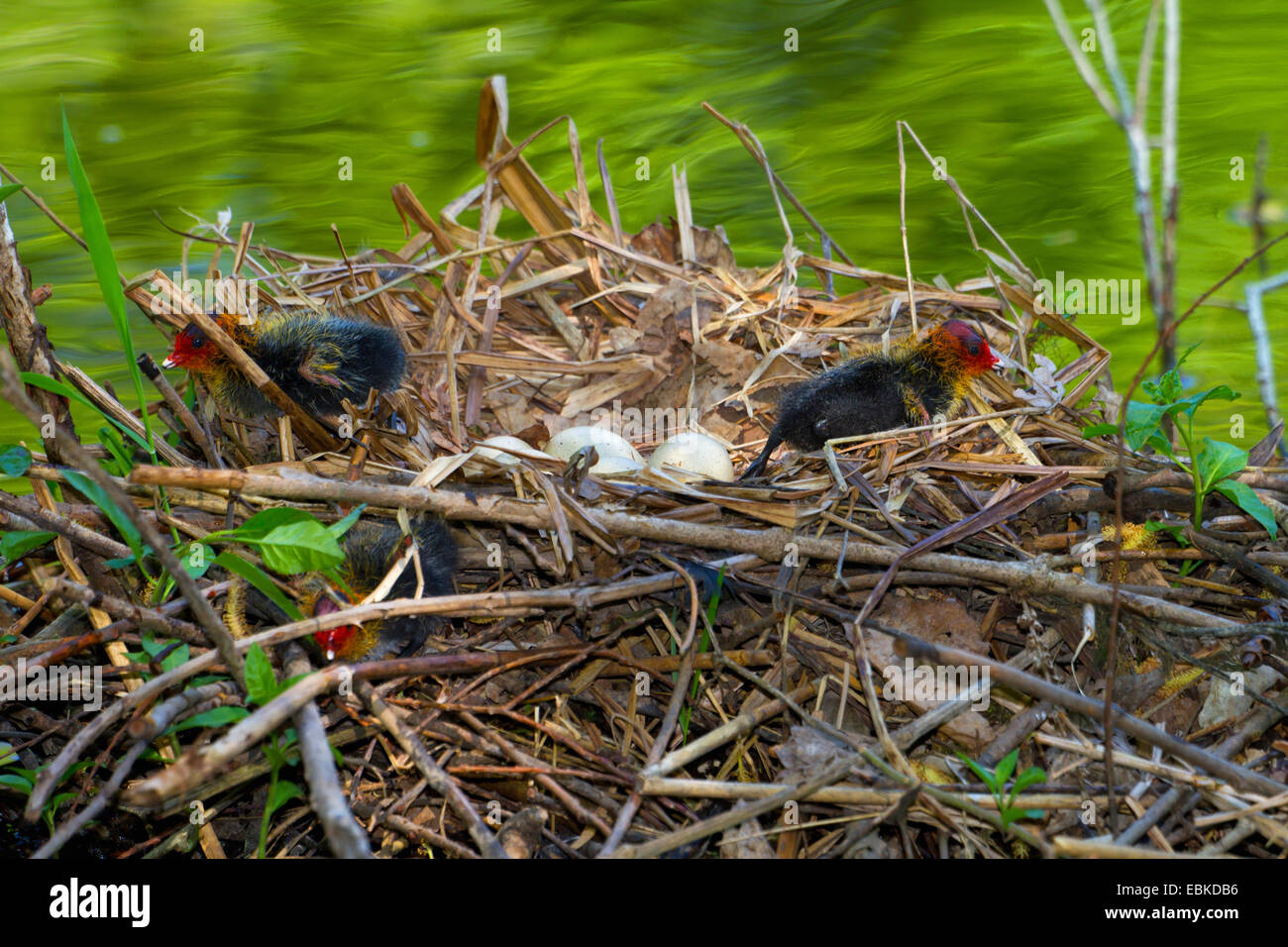 black coot (Fulica atra), chicks and eggs in a nest, Switzerland, Sankt Gallen Stock Photo