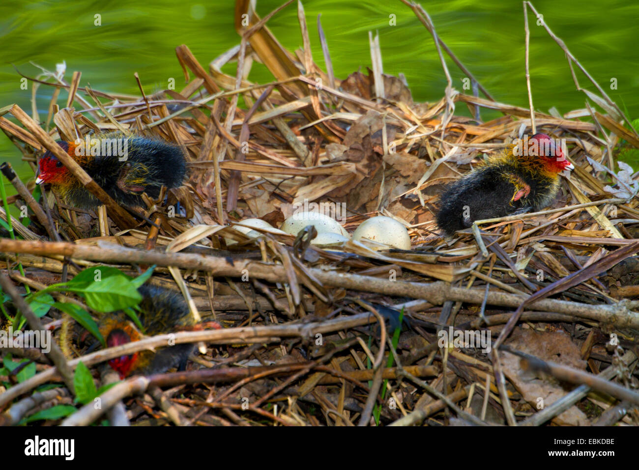 black coot (Fulica atra), chicks and eggs in a nest, Switzerland, Sankt Gallen Stock Photo