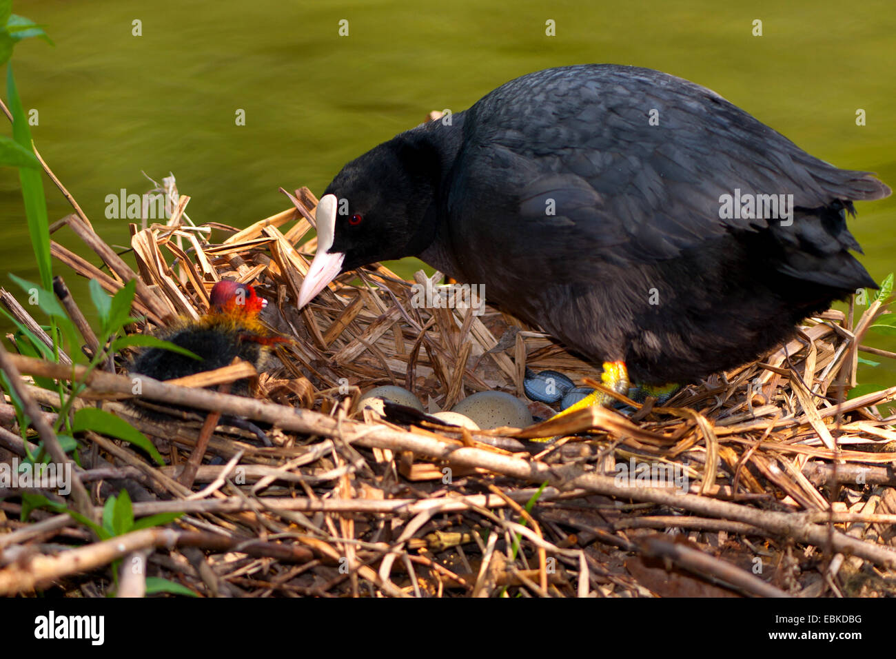 black coot (Fulica atra), with chicks and eggs in the nest, Switzerland, Sankt Gallen Stock Photo