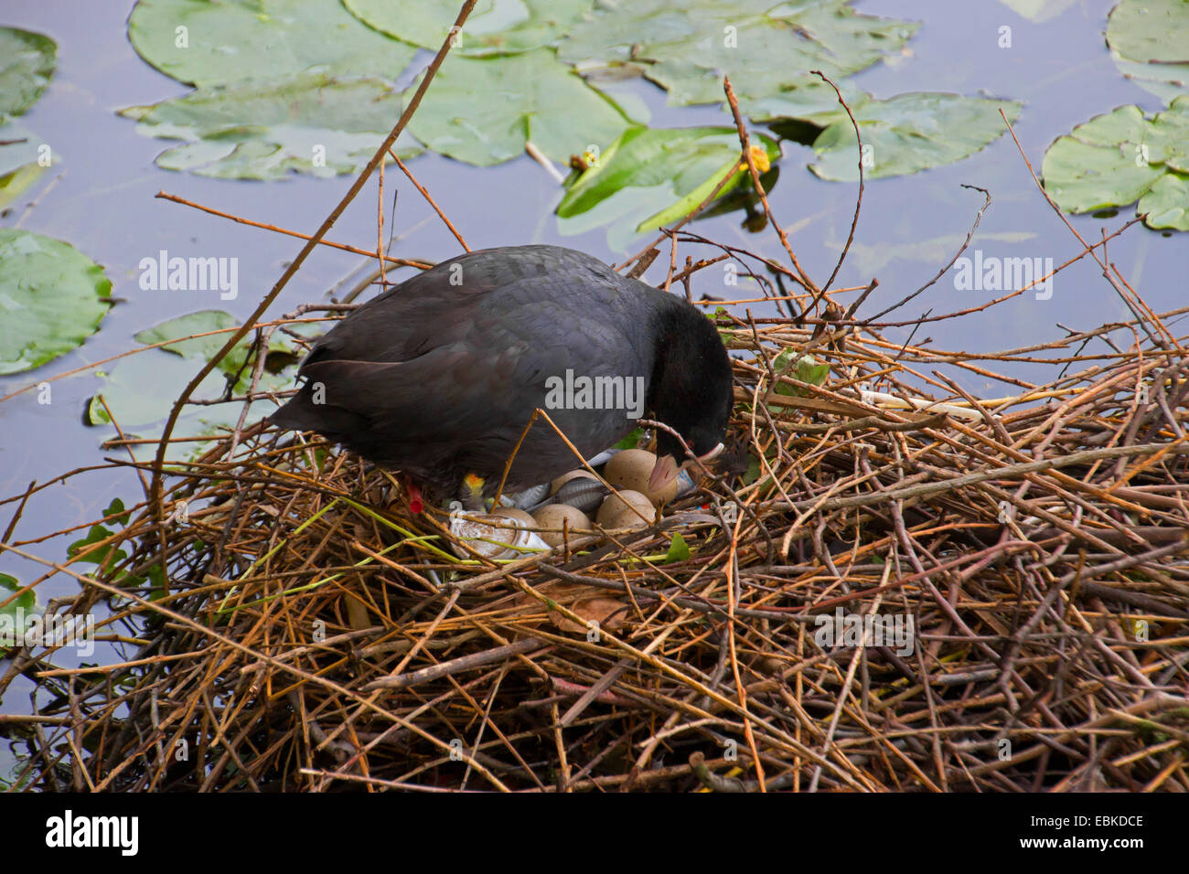 black coot (Fulica atra), in the nest with eggs and waste, Germany Stock Photo