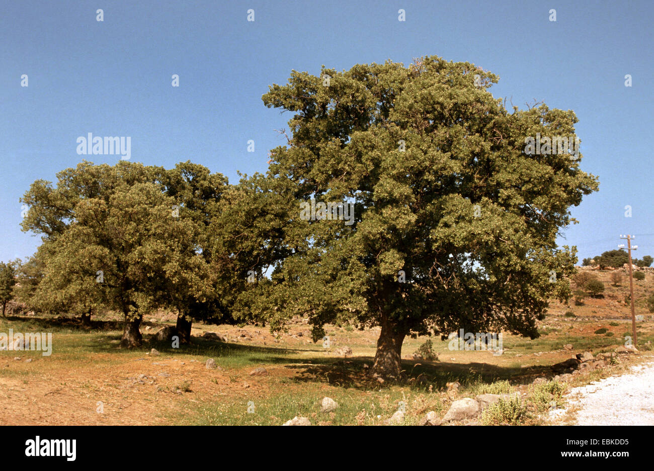 Downy Oak (Quercus pubescens), trees on a field Stock Photo