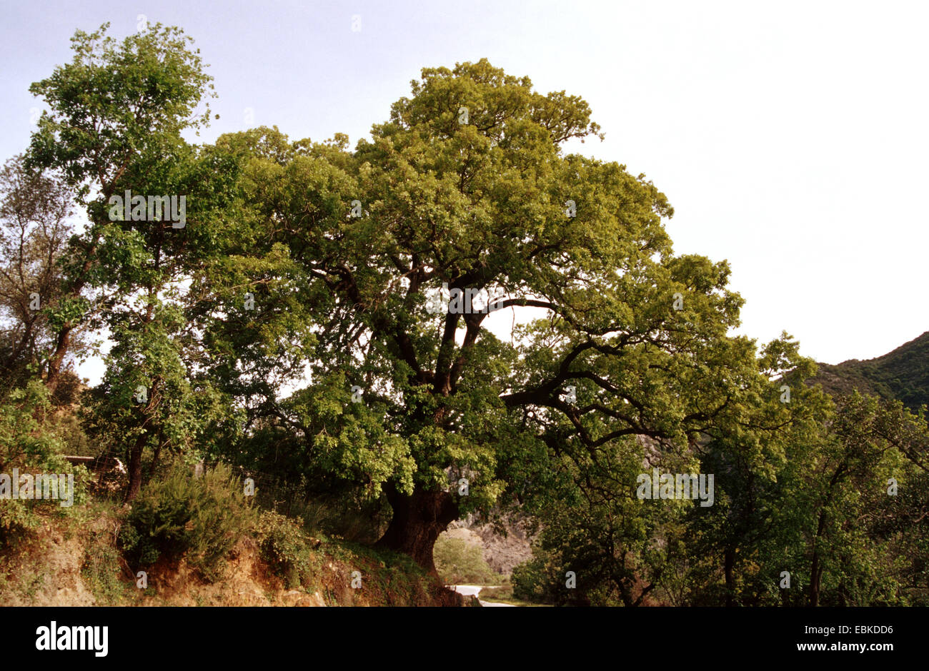 Downy Oak (Quercus pubescens), single tree on a slope Stock Photo