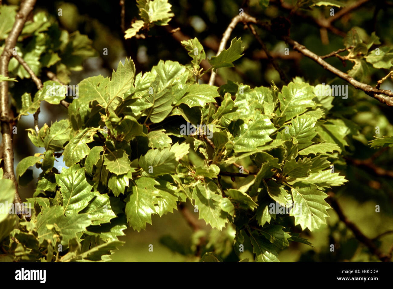 Dyer's oak, Vallonian oak (Quercus macrolepis), branch Stock Photo