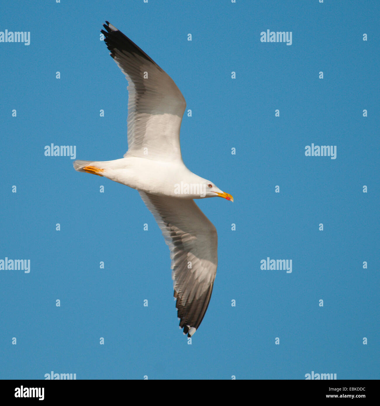 lesser black-backed gull (Larus fuscus), flying, Europe, Germany, Schleswig-Holstein, Heligoland Stock Photo