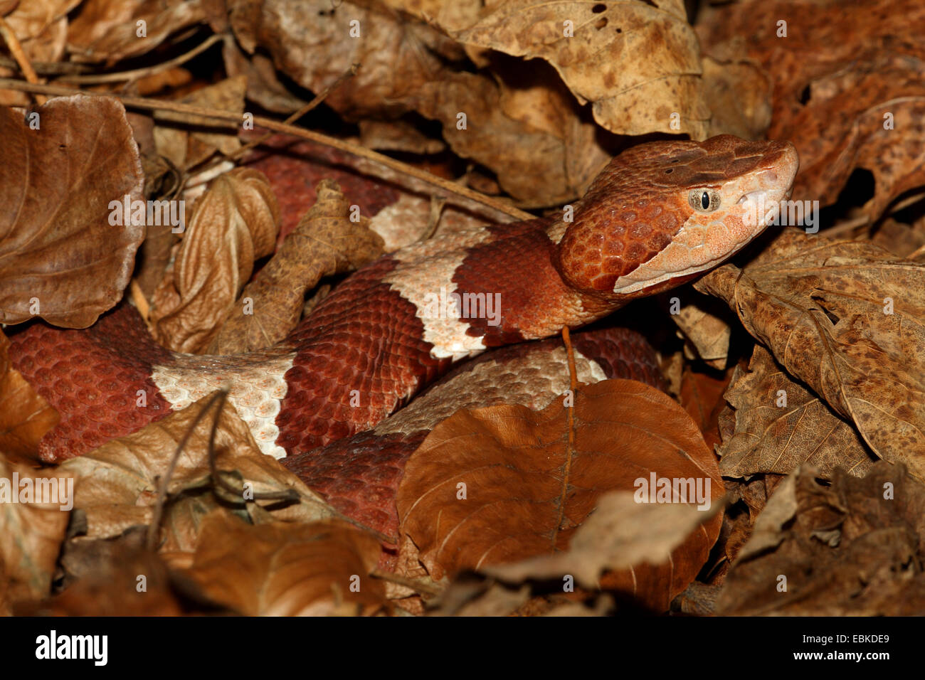 copperhead (Agkistrodon contortrix), creeping through dry foliage Stock Photo