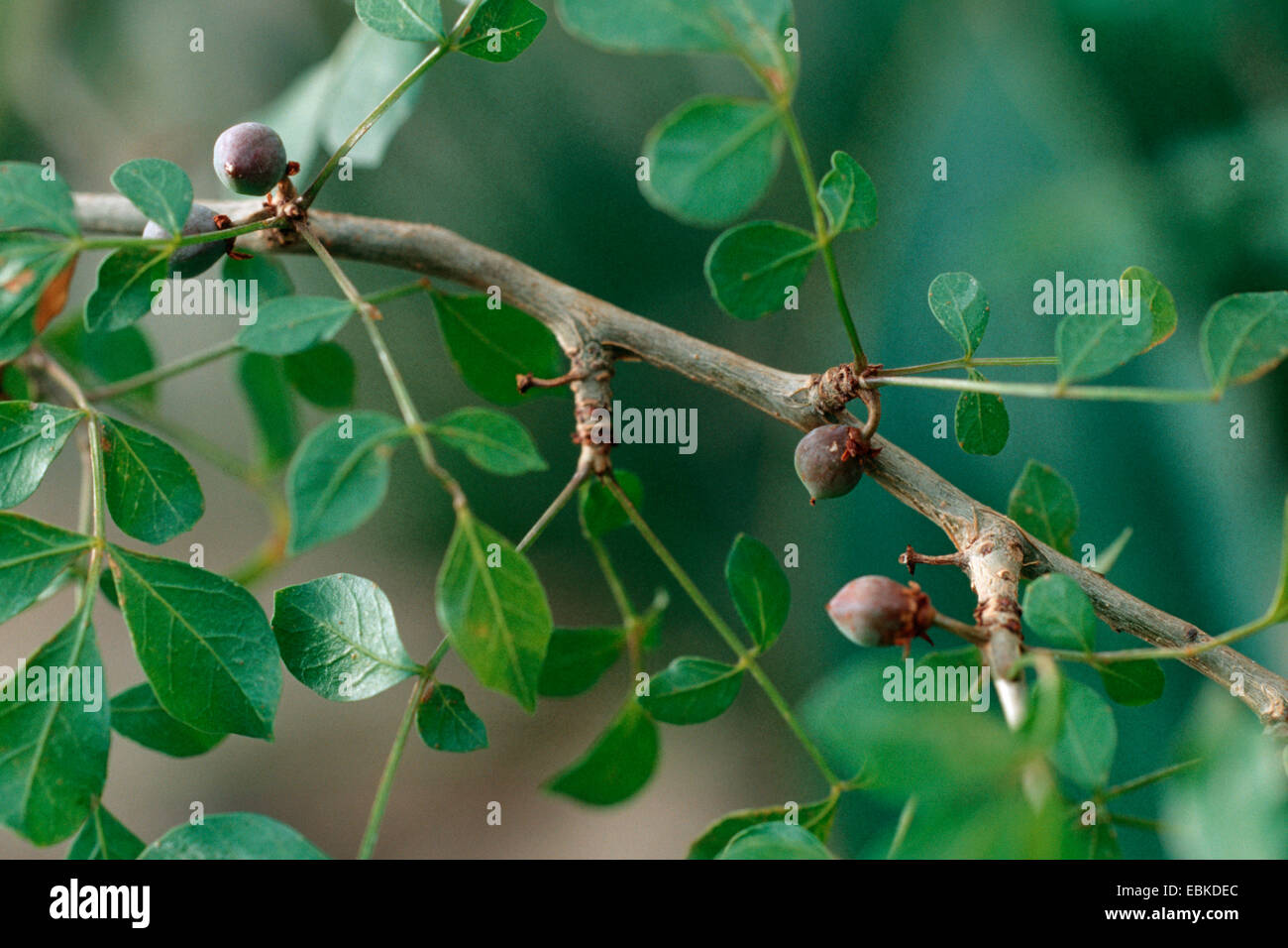 Balm Of Gilead (Commiphora opobalsamum, Amyris opobalsamum), twig with fruits Stock Photo