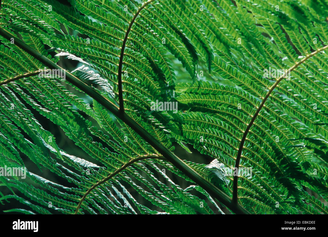 Cooper's cyathea, Australian tree fern, lacy tree fern, scaly tree fern (Cyathea cooperi, Sphaeropteris cooperi, Alsophila cooperi), view on the underside of a frond Stock Photo