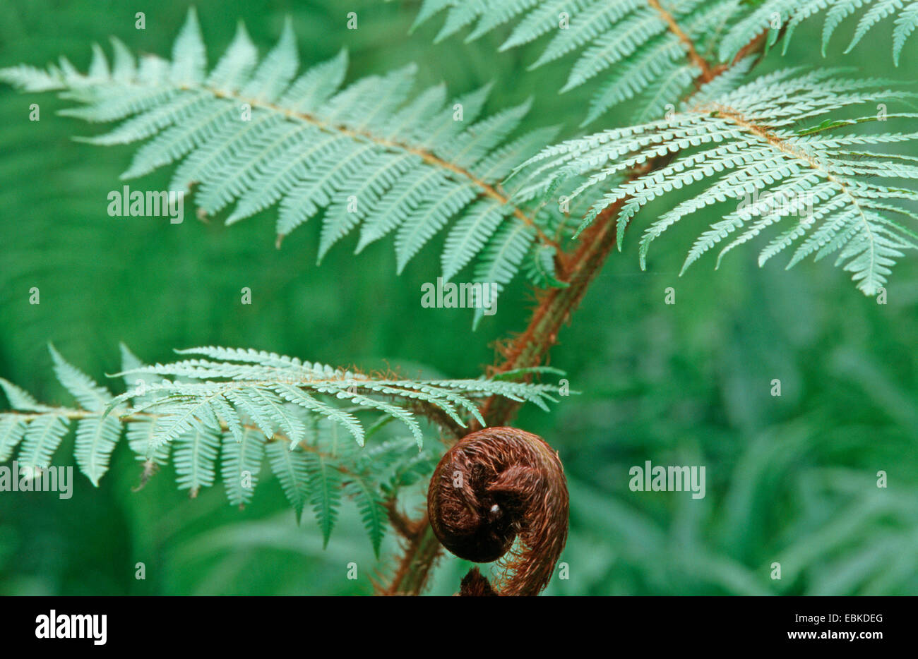 Australian tree fern (Cyathea australis), leaf development Stock Photo