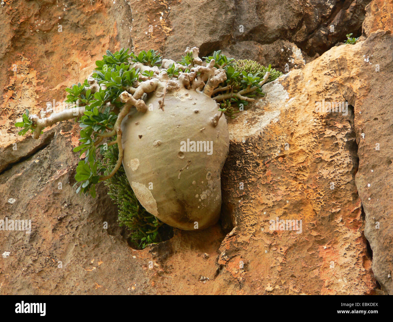Dorstenia (Dorstenia gigas), individual at an rock wall, Yemen, Socotra Stock Photo