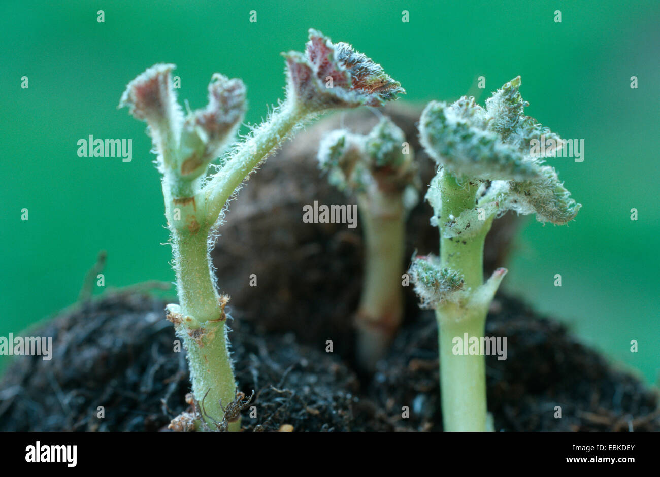 Hybrid Tuberous Begonia (Begonia Î tuberhybrida, Begonia tuberosa, B. gigantea, B. multiflora, B. grandiflora), corm Stock Photo