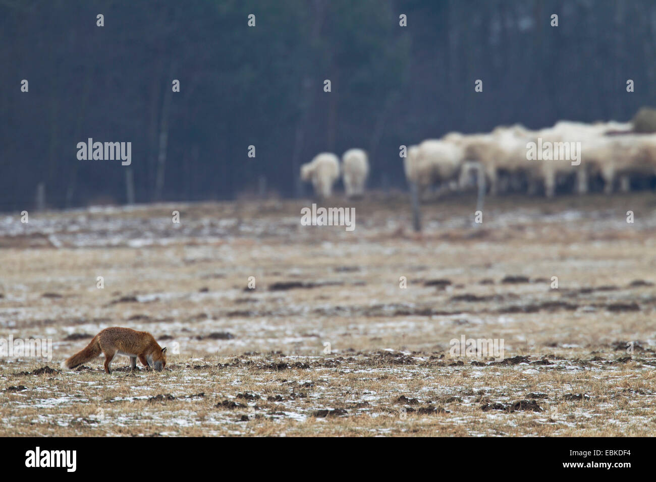 red fox (Vulpes vulpes), standing in a frozen meadow with a cattle herd in the background Stock Photo