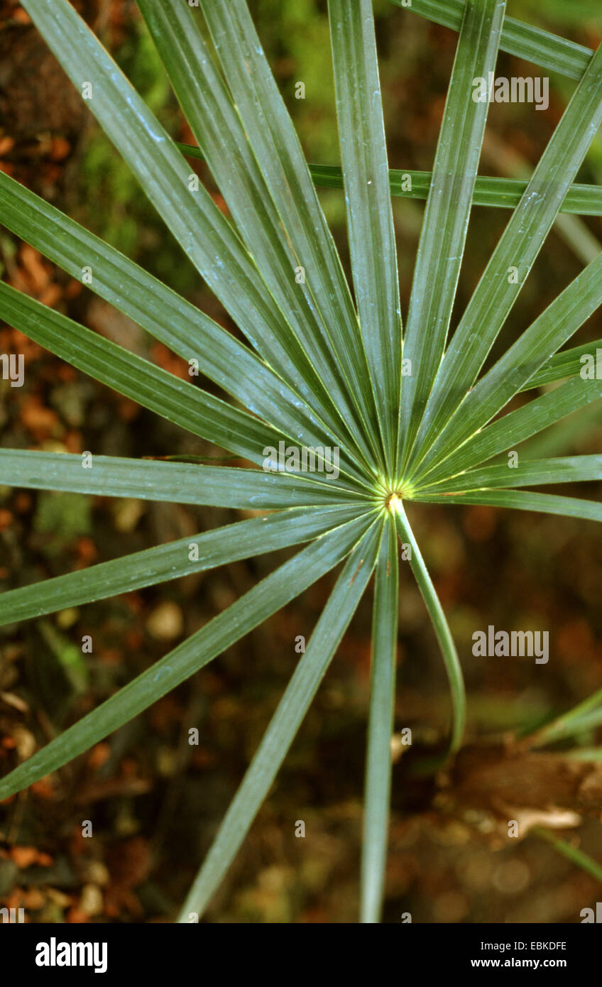Mexican silver palm (Coccothrinax crinita), leaf Stock Photo