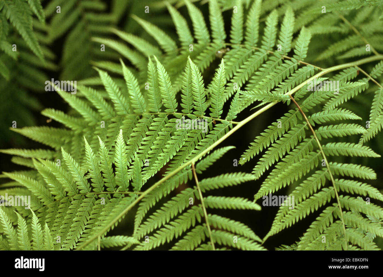 Mexican tree fern (Cibotium schiedei, Dicksonia schiedei), leaf Stock Photo