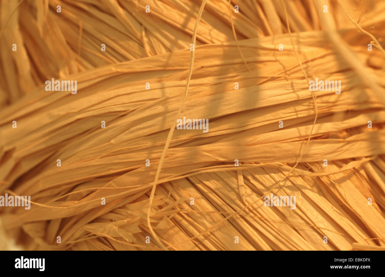raffia palm (Raphia farinifera), fibers Stock Photo