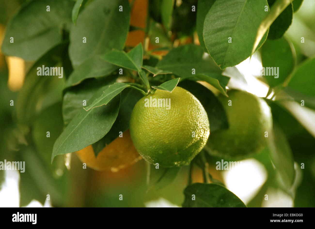 seville orange (Citrus aurantium, Citrus x aurantium), immature fruits Stock Photo
