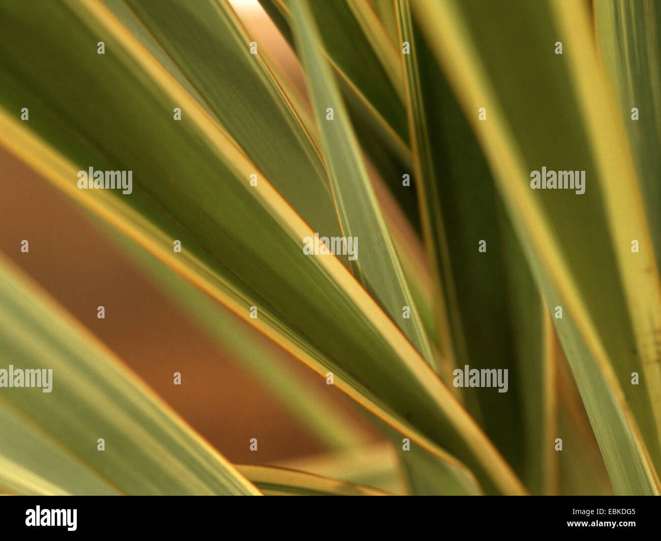 new zealand flax (Phormium tenax), leaves Stock Photo