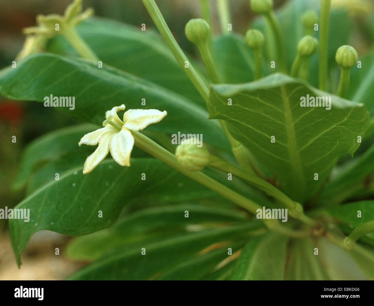 Cabbage on a stick (Brighamia insignis), blooming Stock Photo Alamy