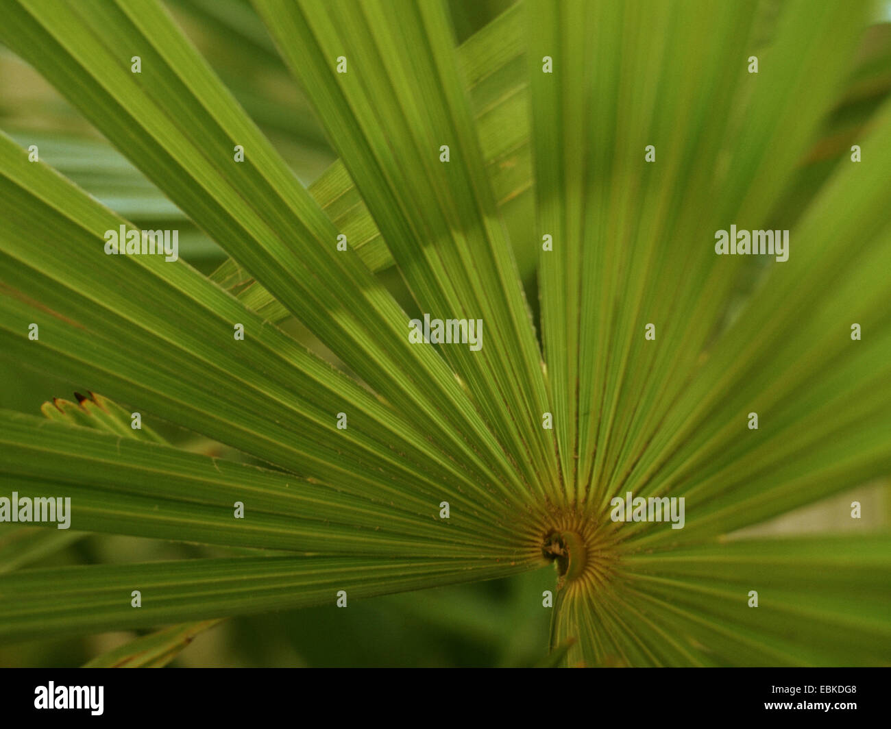 Chinese hemp palm (Trachycarpus fortunei, Trachycarpus excelsa), leaf Stock Photo