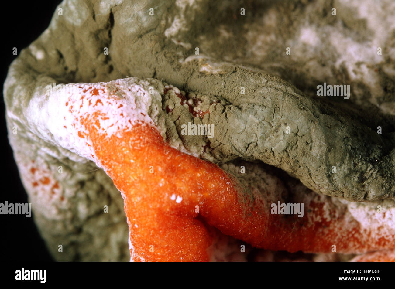 mandarin, tangerine (Citrus reticulata), with Penicillium Stock Photo