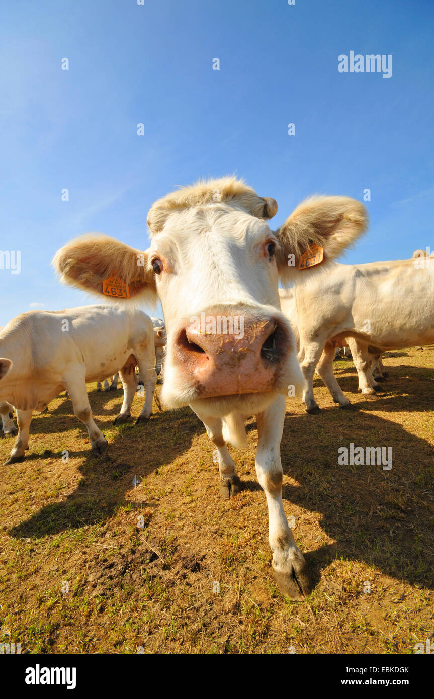 Charolais cattle, domestic cattle (Bos primigenius f. taurus), curiously looking at the camera, France, Brittany, Erquy Stock Photo