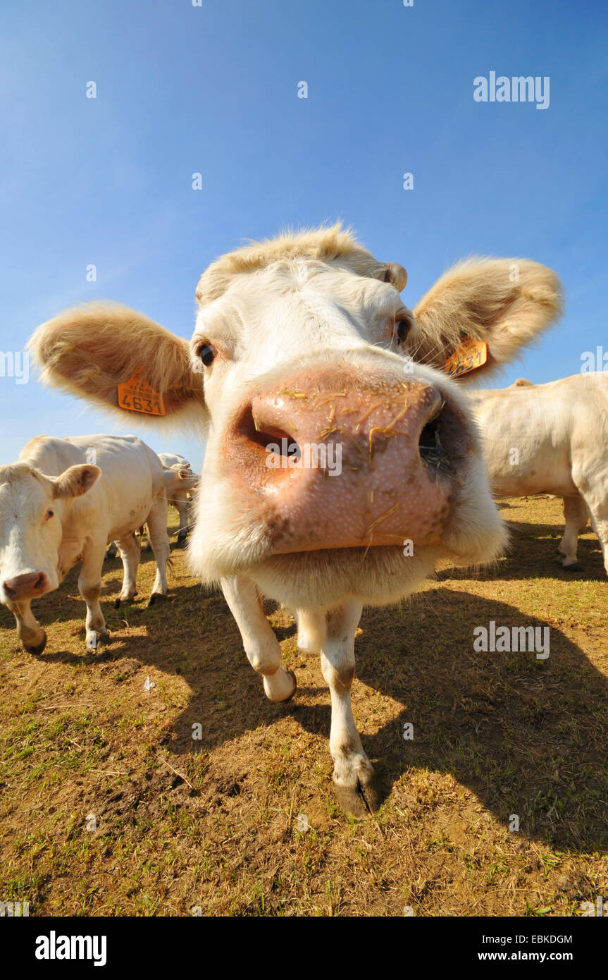 Charolais cattle, domestic cattle (Bos primigenius f. taurus), curiously looking at the camera, France, Brittany, Erquy Stock Photo