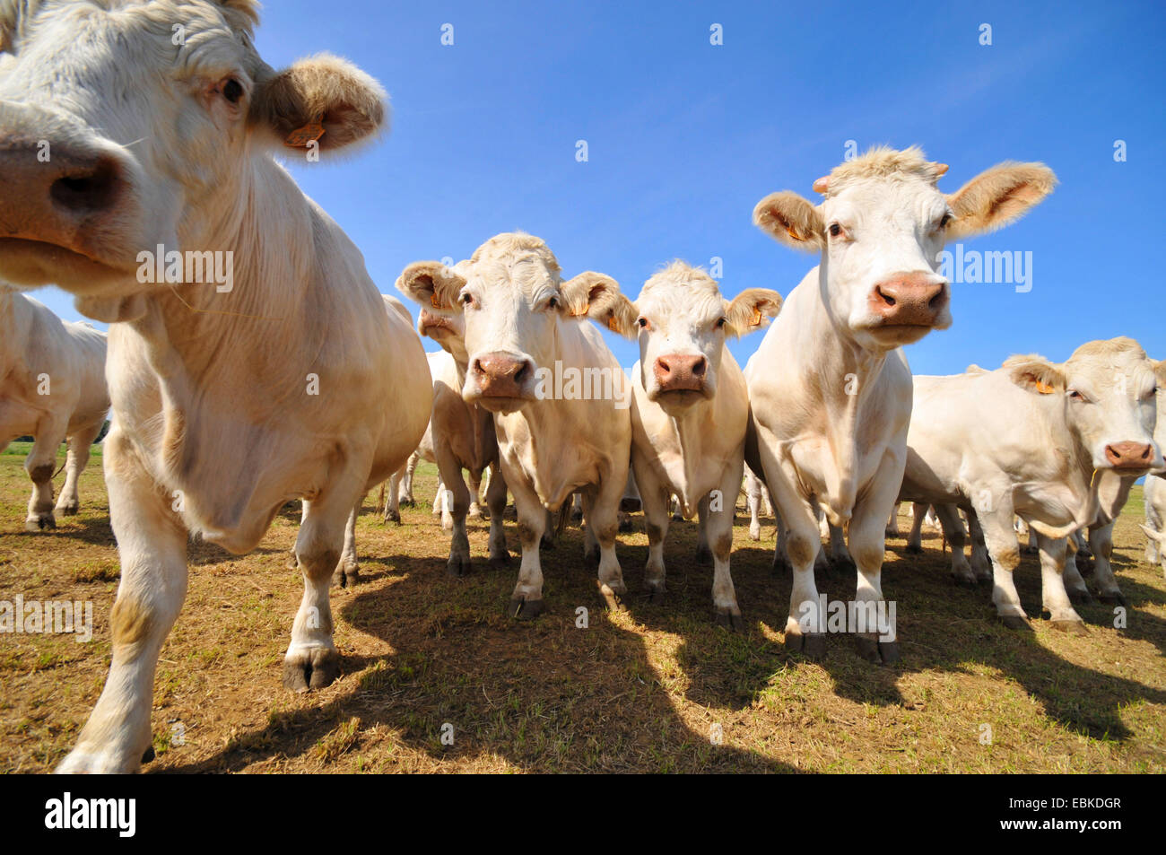 Charolais cattle, domestic cattle (Bos primigenius f. taurus), cattle herd standing on a pasture, France, Brittany, Erquy Stock Photo