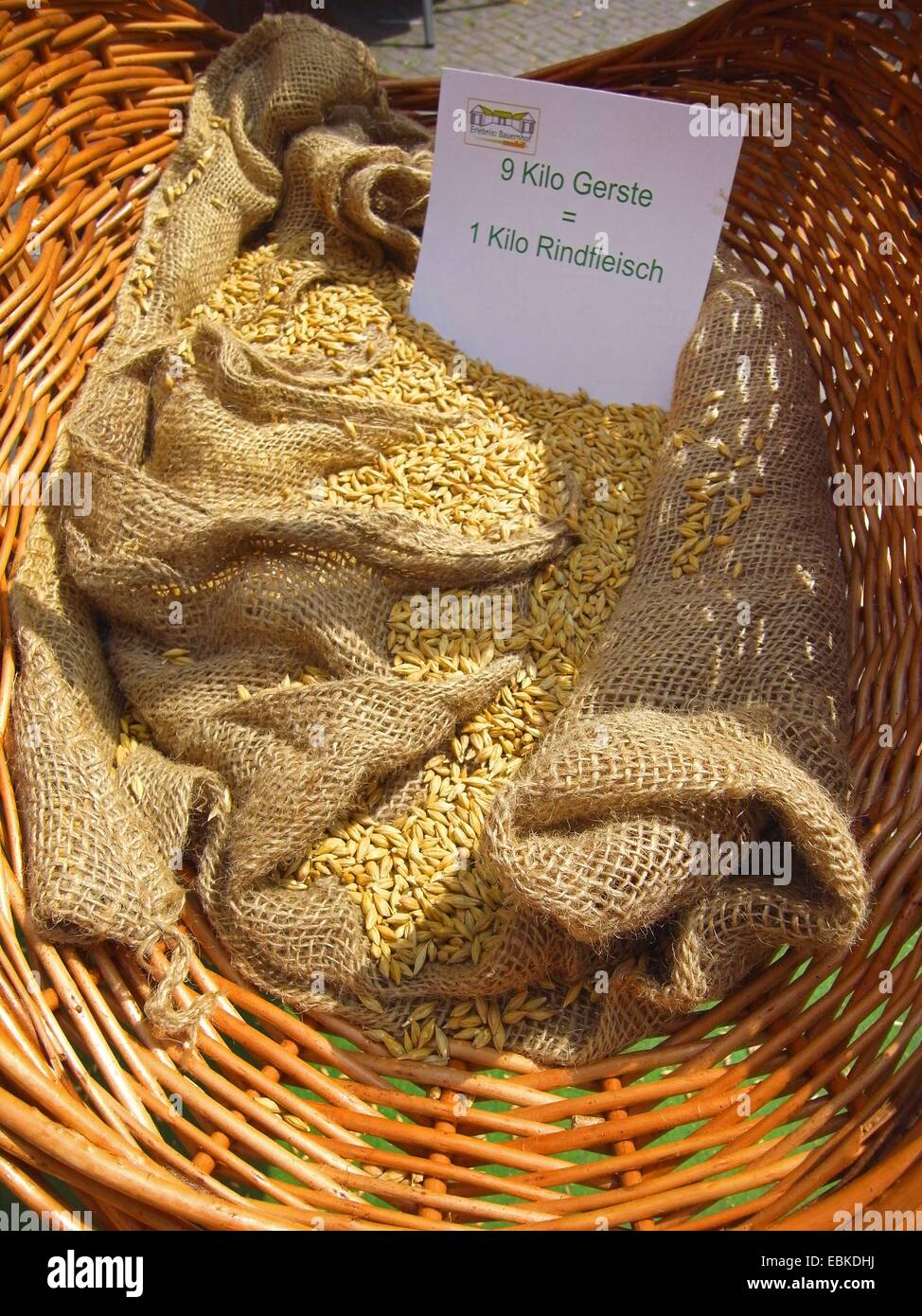 visualization of the energy requirement for meat production: 9 kg barley in a basket - the amount needed for 1 kg of beef Stock Photo