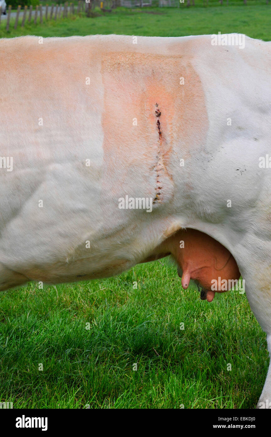 Belgian Blue (Bos primigenius f. taurus), Caesarian suture at the flank of a cow, Belgium, West Flanders Stock Photo