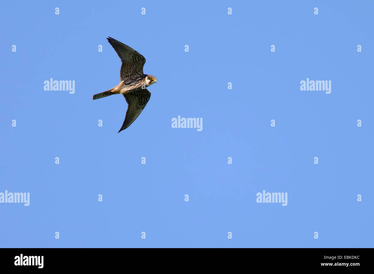 northern hobby (Falco subbuteo), hunting, Germany, Lower Saxony Stock Photo