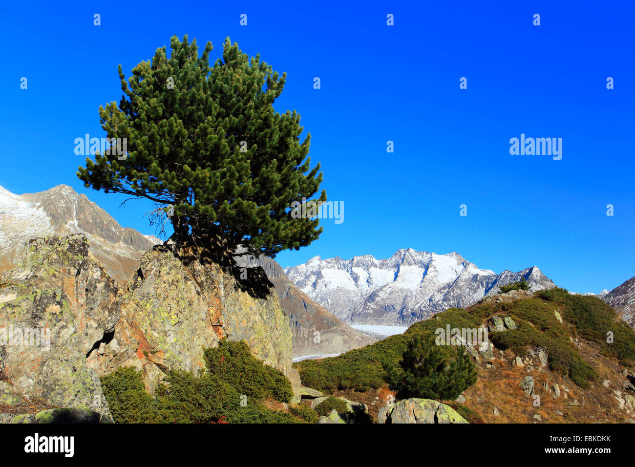 Swiss stone pine, arolla pine (Pinus cembra), on a rock, Great Aletsch Glacier and Wannhorn mountain group in background, Switzerland, Valais Stock Photo