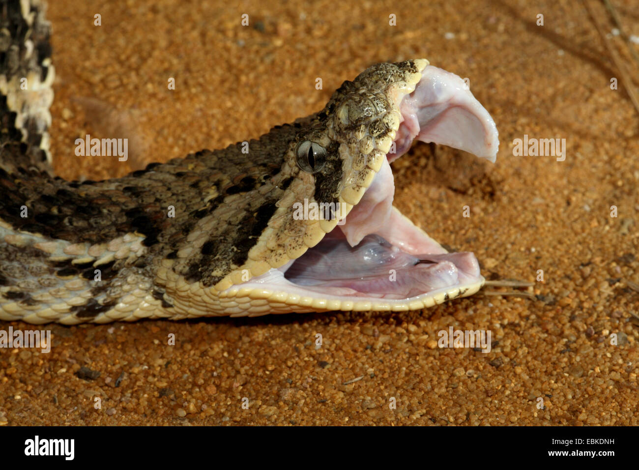 puff adder (Bitis arietans, Bitis lachesis), lateral portrait on sand