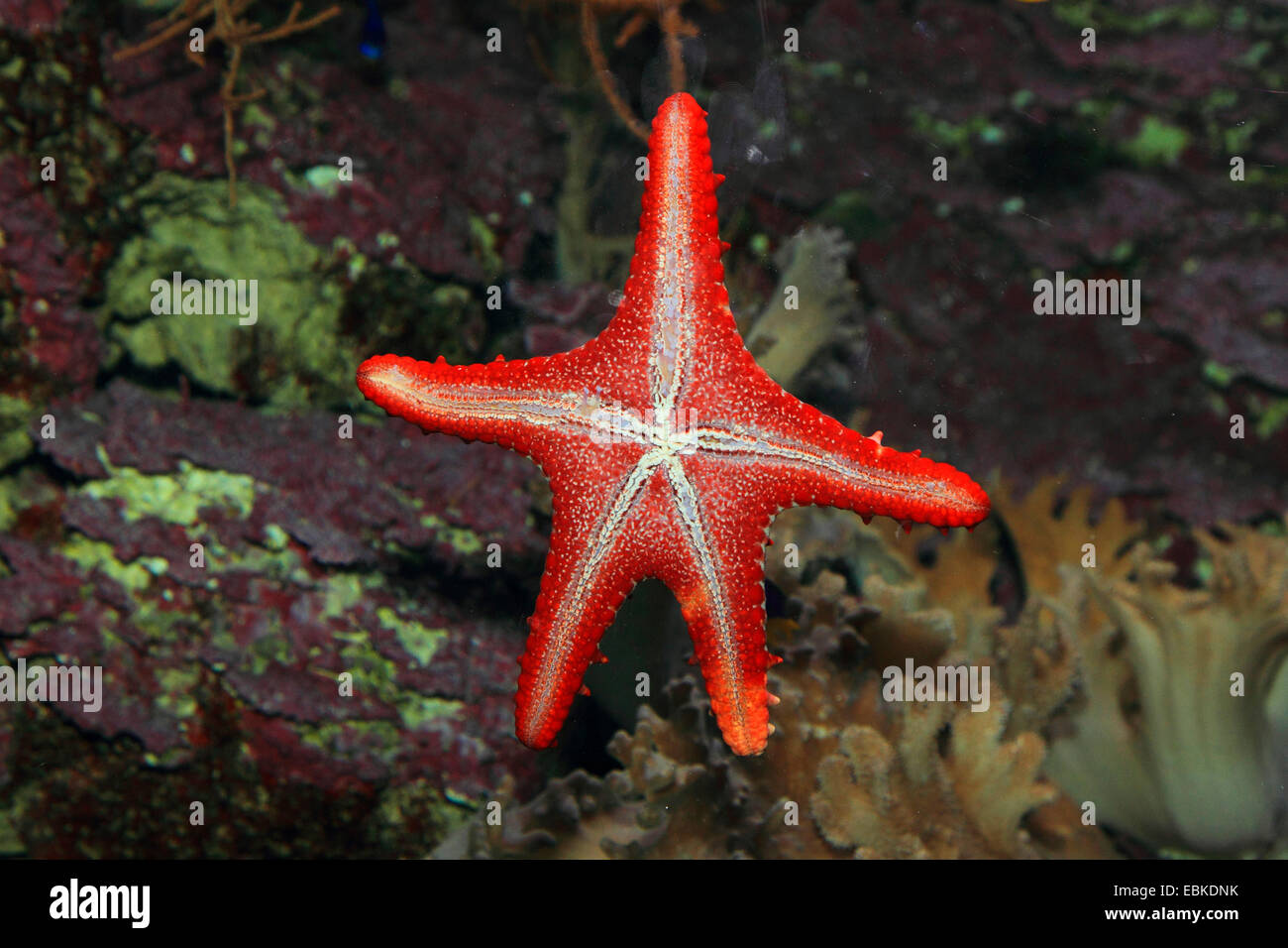 red starfish in a sea water aquarium Stock Photo