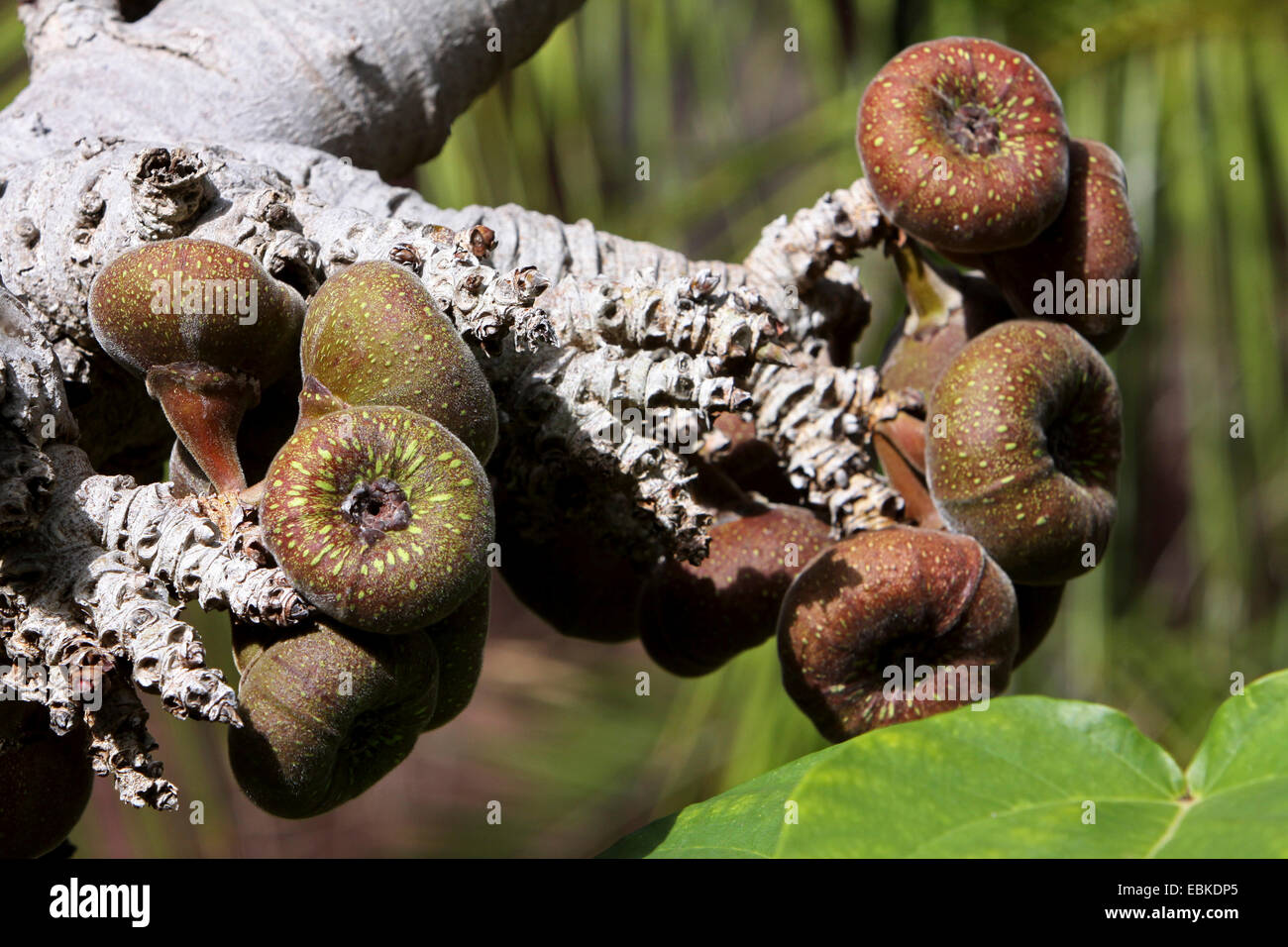 Elephant ear fig tree (Ficus auriculata, Ficus roxburghii), fruits on a