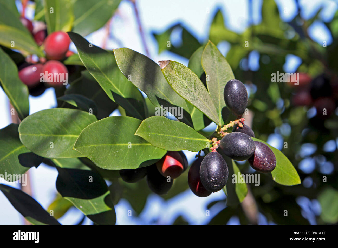 Arabian coffee (Coffea arabica), twig with coffee berries Stock Photo