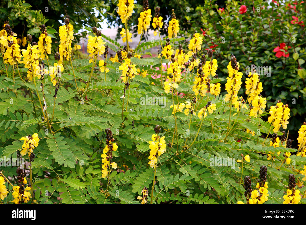 Popcorn Senna, Candle Bush, Golden Wonder (Cassia didymobotrya, Senna
