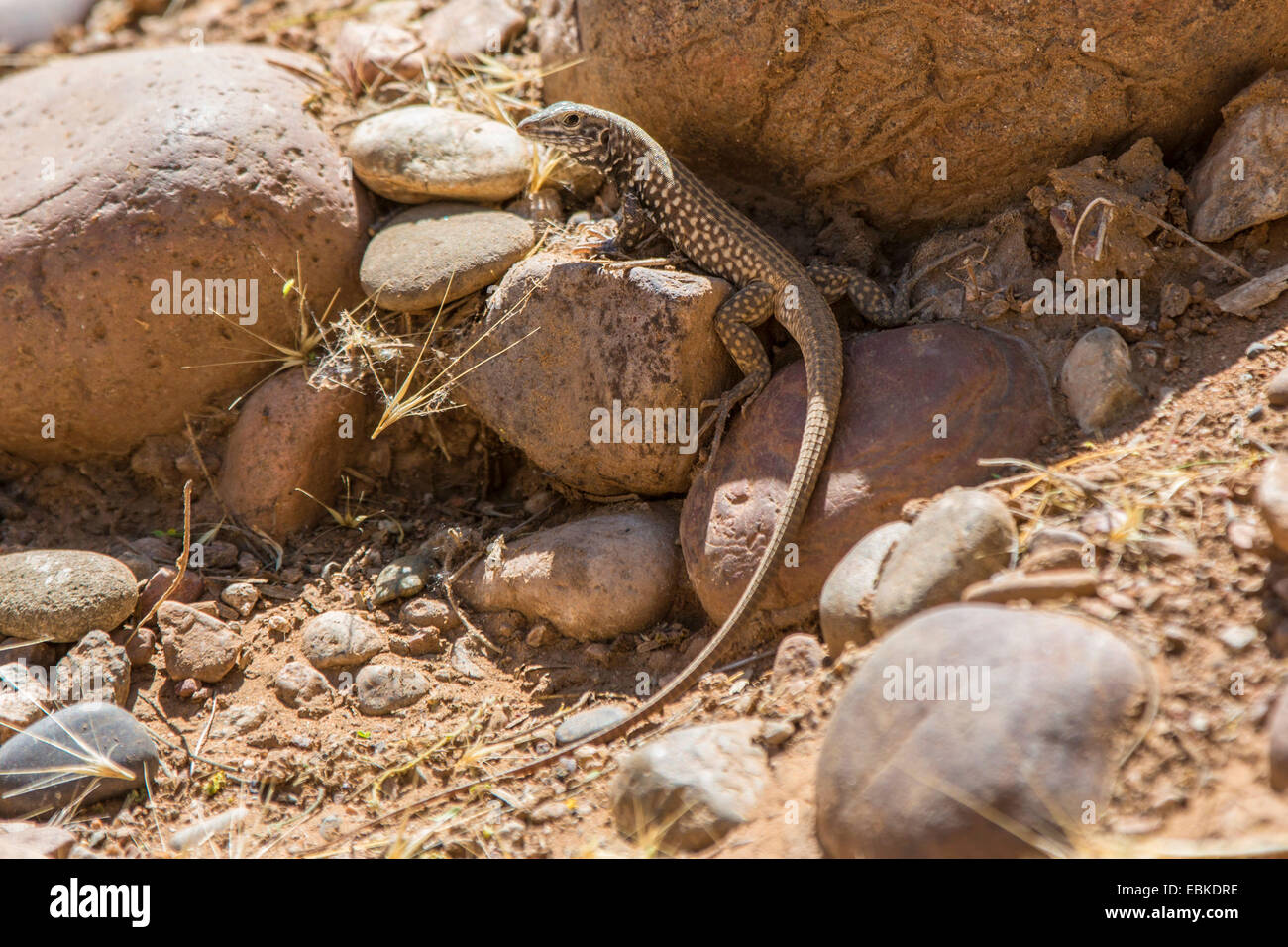 Marbled whiptail cnemidophorus tigris hi-res stock photography and ...