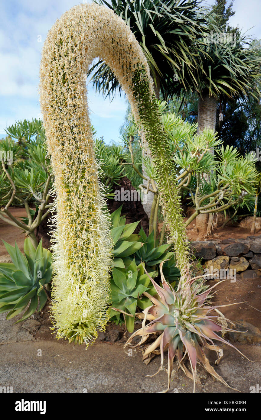 foxtail agave, spineless century plant (Agave attenuata), inflorescence, Canary Islands, Tenerife Stock Photo