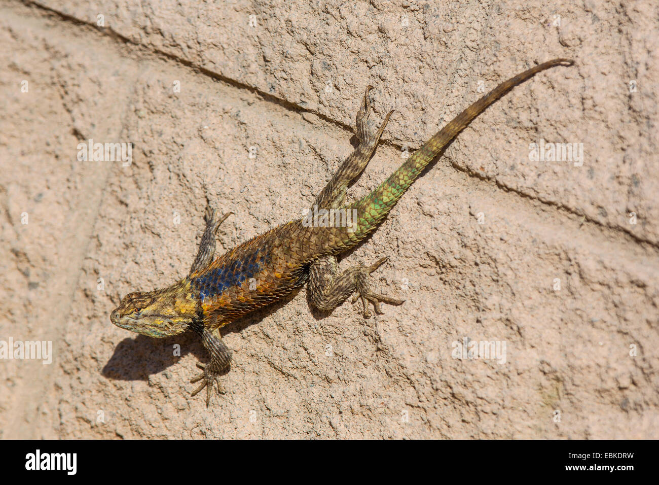 desert spiny lizard (Sceloporus magister), sitting at a wall, USA, Arizona, Phoenix Stock Photo
