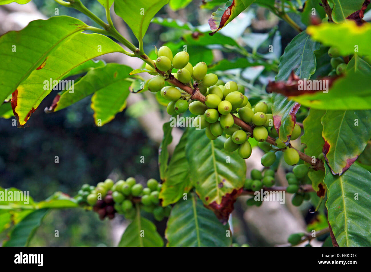 Arabian coffee (Coffea arabica), branch with immature fruits, Spain, Botanischer Garten, Puerto De La Cruz Stock Photo
