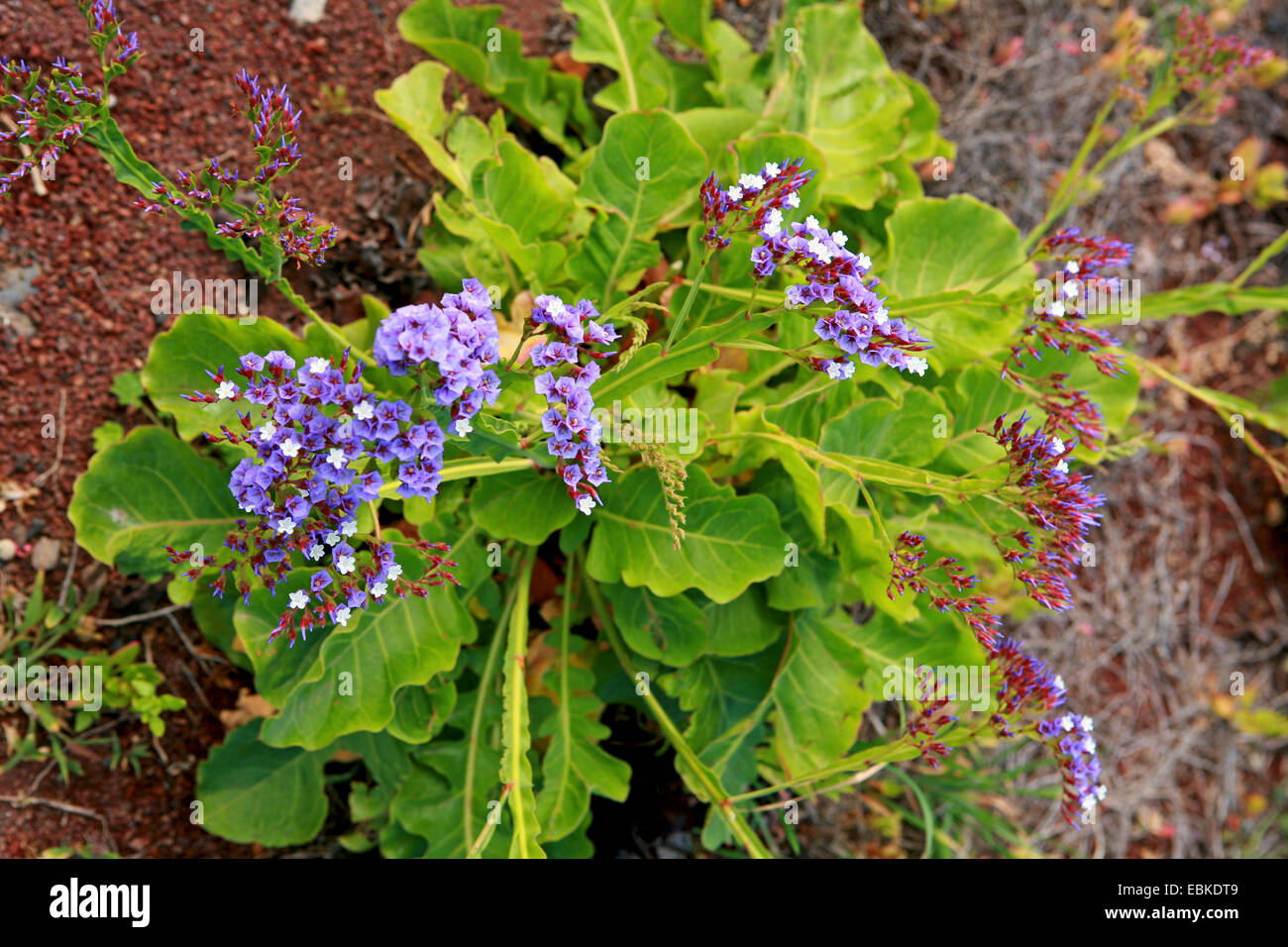 bush sealavender, tree limonium, tree statice (Limonium arborescens), blooming, Canary Islands, Tenerife Stock Photo