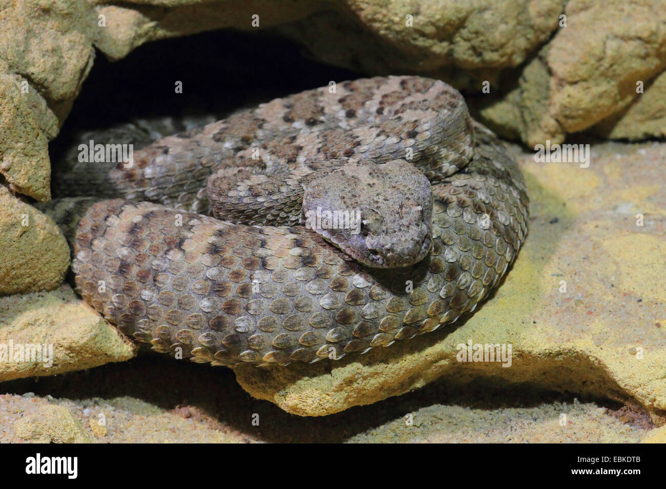 Western rattlesnake (Crotalus viridis), looking out of a rock crevice Stock Photo