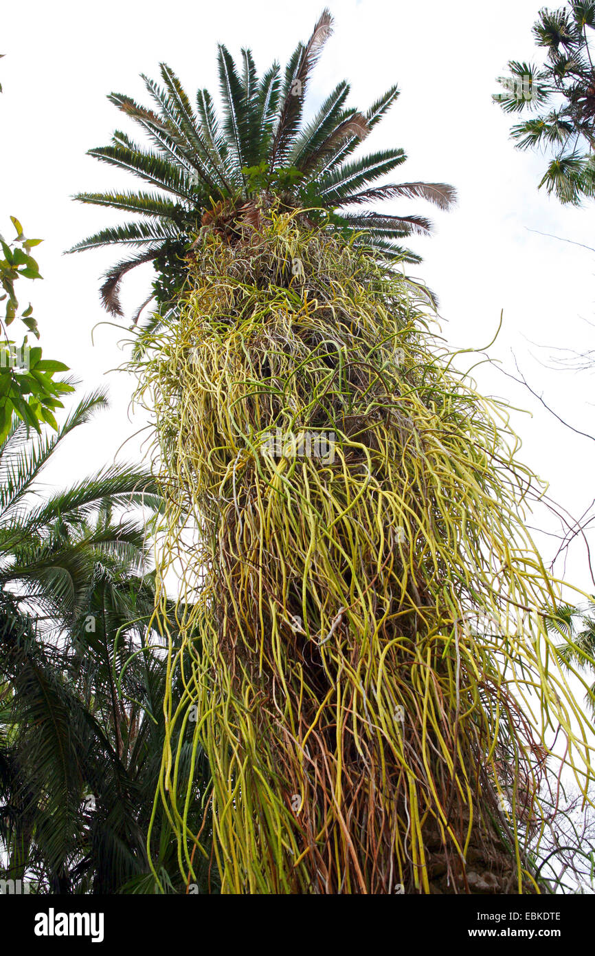 Selenicereus (Selenicereus wercklei, Selenicereus wercklii), growing on a palm trunk, Canary Islands, Tenerife Stock Photo
