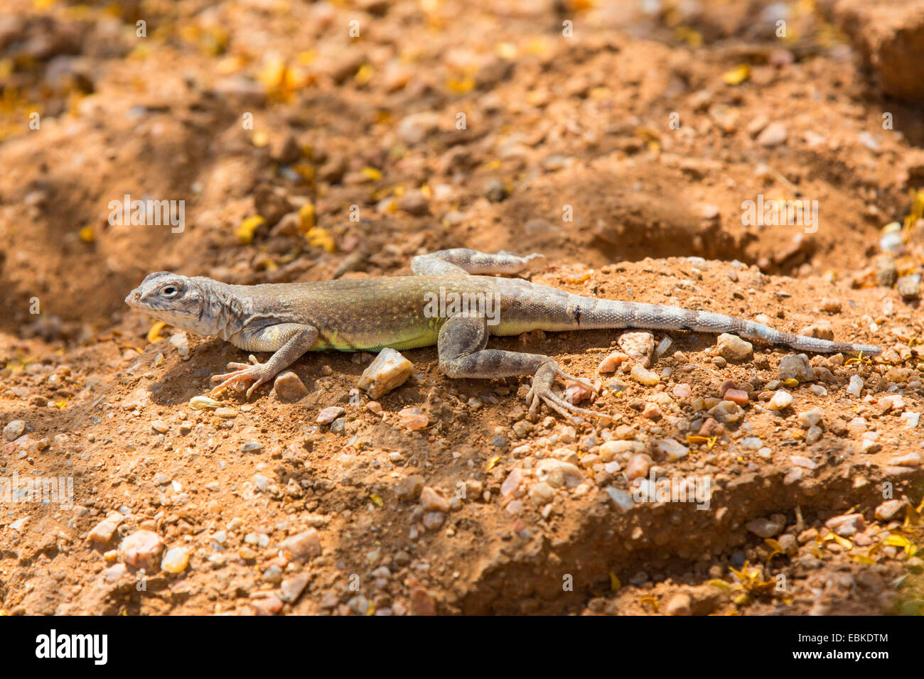 zebratail lizard, zebra-tailed lizard (Callisaurus draconoides), female on dry stony soil ground, USA, Arizona Stock Photo