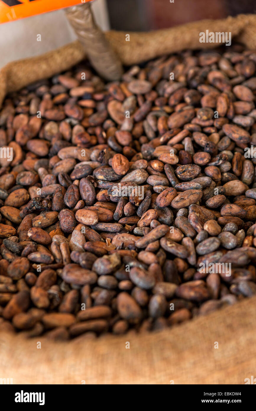 Roasted cocoa beans used in chocolate and the Mexican sauce mole at a