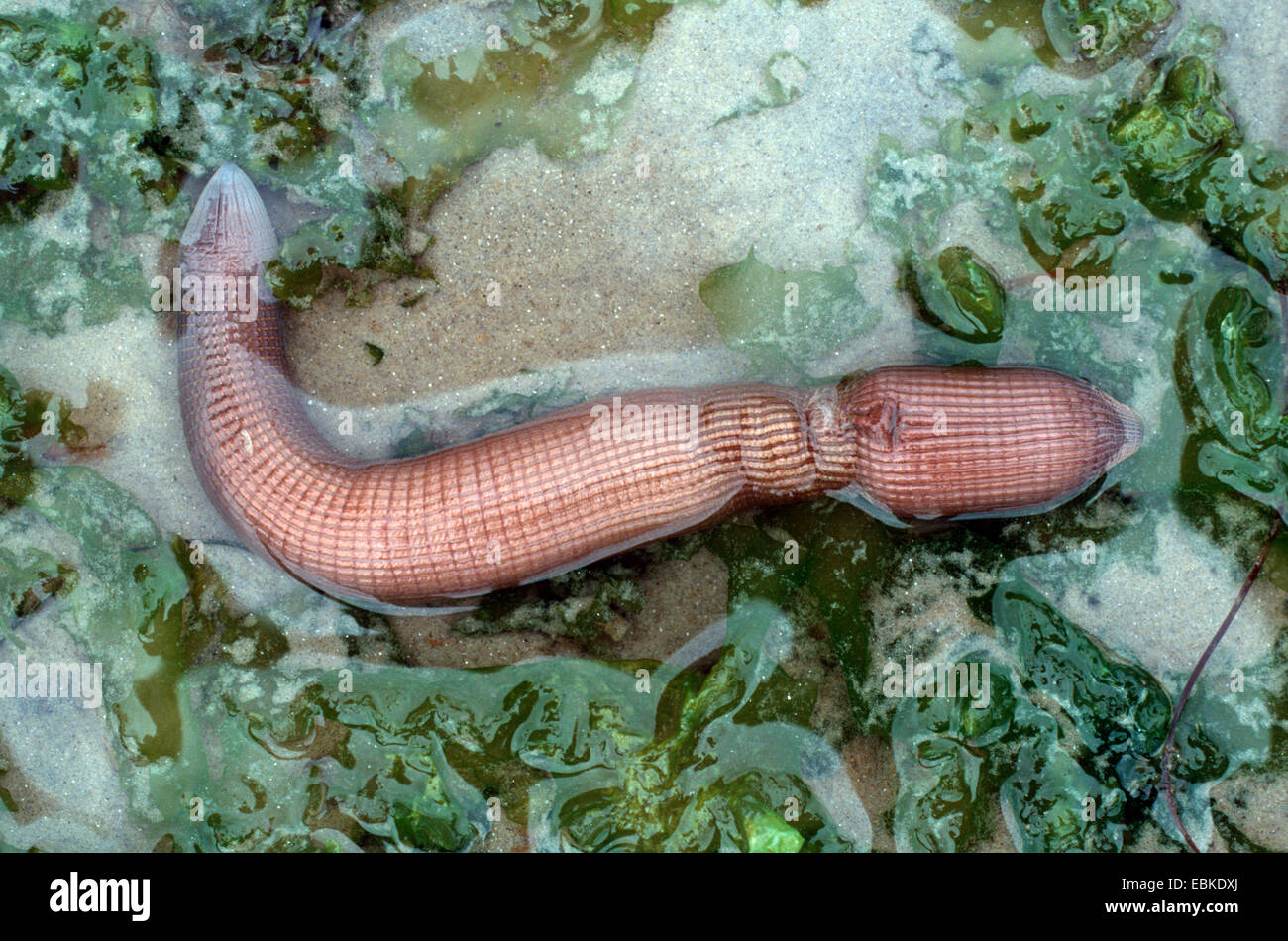 Marine worm, Peanut worm (Sipunculus nudus), lying in shallow water on the sand between seaweed Stock Photo