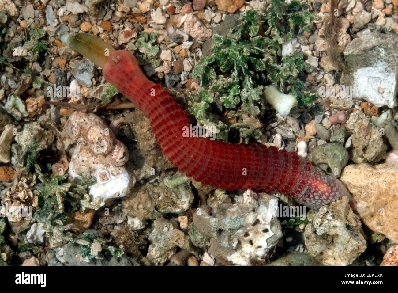 spoon worm (Echiura; Echiurida), on a stony ground, Philippines Stock