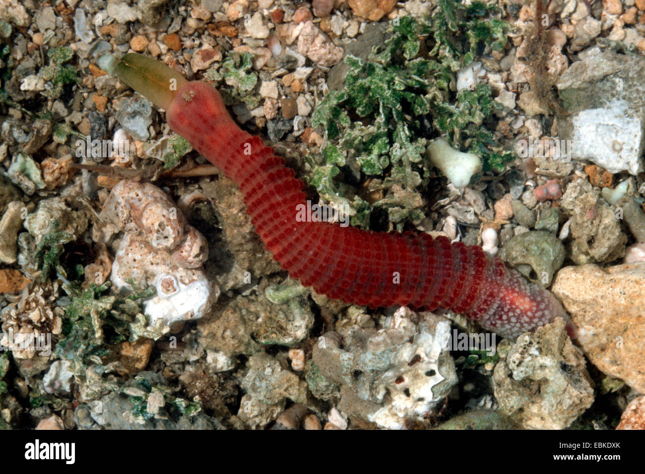 spoon worm (Echiura; Echiurida), on a stony ground, Philippines Stock Photo